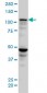 SEC24D Antibody (monoclonal) (M04)